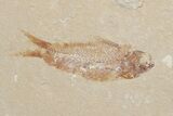 Small Cretaceous Fossil Fish (Various Species) - Lebanon - Photo 3